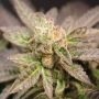 Zaza Fire Marijuana Strain by Purple Caper For Sale Online at Cannabis Seeds Outlet