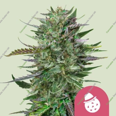DoSiDos Marijuana Strain by Royal Queen Seeds For Sale Online at Cannabis Seeds Outlet
