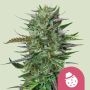 DoSiDos Marijuana Strain by Royal Queen Seeds For Sale Online at Cannabis Seeds Outlet