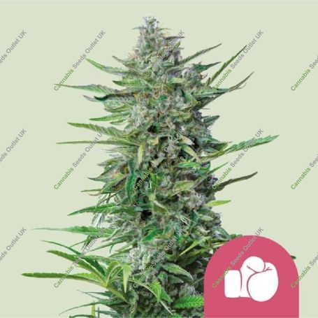 Purple Punch Marijuana Strain by Royal Queen Seeds For Sale Online at Cannabis Seeds Outlet