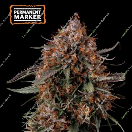 Permanent Marker Marijuana Strain by Seed Stockers For Sale Online at Cannabis Seeds Outlet