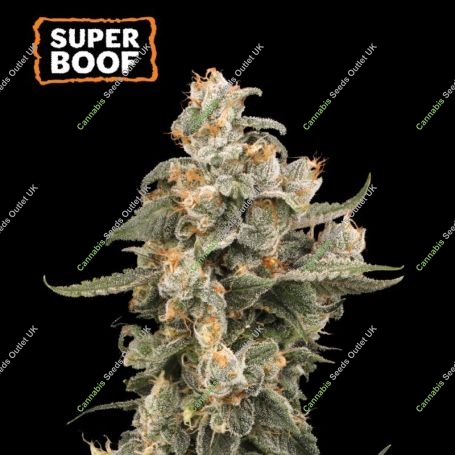 Super Boof Auto Marijuana Strain by Seed Stockers For Sale Online at Cannabis Seeds Outlet