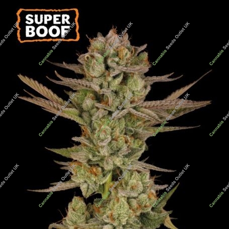 Super Boof Marijuana Strain by Seed Stockers For Sale Online at Cannabis Seeds Outlet