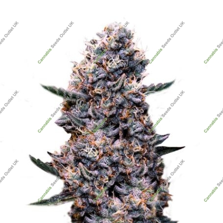 DoSiDos Auto Marijuana Strain by Super Strains For Sale Online at Cannabis Seeds Outlet