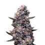 DoSiDos Auto Marijuana Strain by Super Strains For Sale Online at Cannabis Seeds Outlet