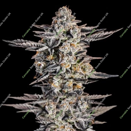 Gelato Marijuana Strain by Super Strains For Sale Online at Cannabis Seeds Outlet