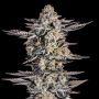 Gelato Marijuana Strain by Super Strains For Sale Online at Cannabis Seeds Outlet