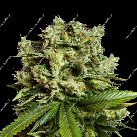 GG4 Marijuana Strain by Super Strains For Sale Online at Cannabis Seeds Outlet