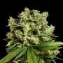 GG4 Marijuana Strain by Super Strains For Sale Online at Cannabis Seeds Outlet