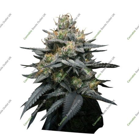 Kush Mint Auto Marijuana Strain by Super Strains For Sale Online at Cannabis Seeds Outlet