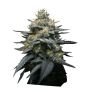 Kush Mint Auto Marijuana Strain by Super Strains For Sale Online at Cannabis Seeds Outlet