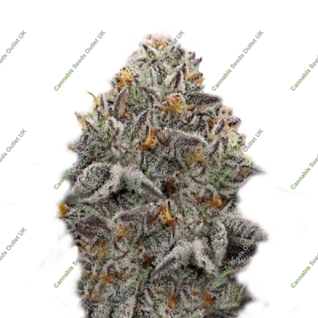 Oreoz Marijuana Strain by Super Strains For Sale Online at Cannabis Seeds Outlet