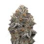 Oreoz Marijuana Strain by Super Strains For Sale Online at Cannabis Seeds Outlet