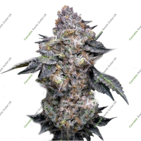Permanent Marker Marijuana Strain by Super Strains For Sale Online at Cannabis Seeds Outlet