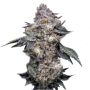 Permanent Marker Marijuana Strain by Super Strains For Sale Online at Cannabis Seeds Outlet