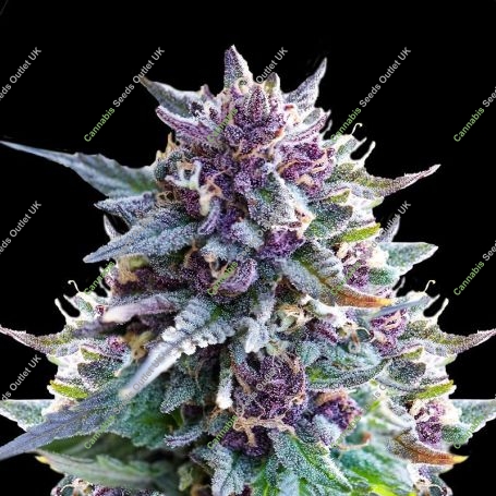 Purple Punch Marijuana Strain by Super Strains For Sale Online at Cannabis Seeds Outlet