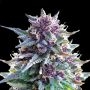Purple Punch Marijuana Strain by Super Strains For Sale Online at Cannabis Seeds Outlet