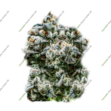 Runtz Auto Marijuana Strain by Super Strains For Sale Online at Cannabis Seeds Outlet