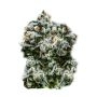 Runtz Auto Marijuana Strain by Super Strains For Sale Online at Cannabis Seeds Outlet