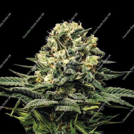 Wedding Cake Marijuana Strain by Super Strains For Sale Online at Cannabis Seeds Outlet