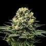 Wedding Cake Marijuana Strain by Super Strains For Sale Online at Cannabis Seeds Outlet