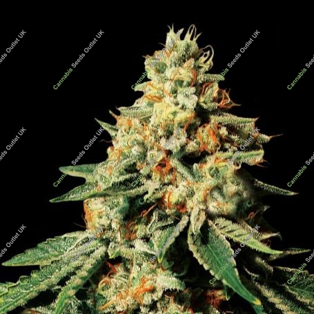 Zkittlez Marijuana Strain by Super Strains For Sale Online at Cannabis Seeds Outlet