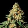 Zkittlez Marijuana Strain by Super Strains For Sale Online at Cannabis Seeds Outlet