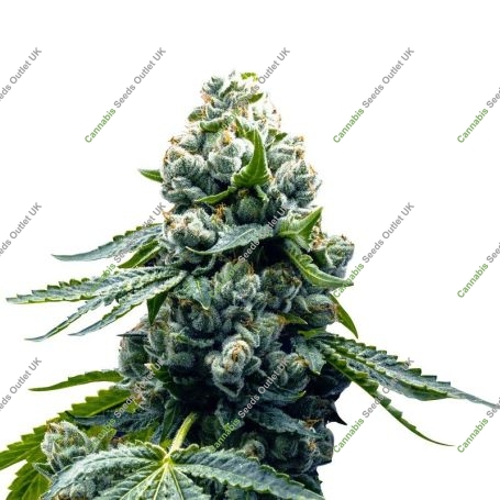 Zoap Marijuana Strain by Super Strains For Sale Online at Cannabis Seeds Outlet