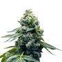 Zoap Marijuana Strain by Super Strains For Sale Online at Cannabis Seeds Outlet