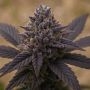 Xaanaax Marijuana Strain by Top Shelf Elite For Sale Online at Cannabis Seeds Outlet