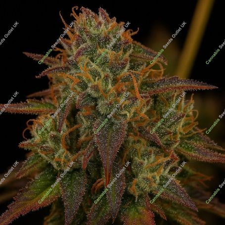 Strawberry Sugar Pine Marijuana Strain by Top Shelf Elite For Sale Online at Cannabis Seeds Outlet