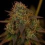 Strawberry Sugar Pine Marijuana Strain by Top Shelf Elite For Sale Online at Cannabis Seeds Outlet