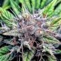 Sherbert Mimosa Marijuana Strain by Top Shelf Elite For Sale Online at Cannabis Seeds Outlet