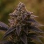 Auto Xaanaax Marijuana Strain by Top Shelf Elite For Sale Online at Cannabis Seeds Outlet
