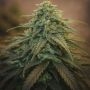 Auto Strawberry Sugar Pine Marijuana Strain by Top Shelf Elite For Sale Online at Cannabis Seeds Outlet