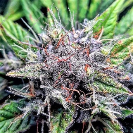 Auto Sherbert Mimosa Marijuana Strain by Top Shelf Elite For Sale Online at Cannabis Seeds Outlet