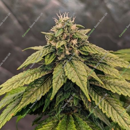 Auto Pink Gelati Marijuana Strain by Top Shelf Elite For Sale Online at Cannabis Seeds Outlet