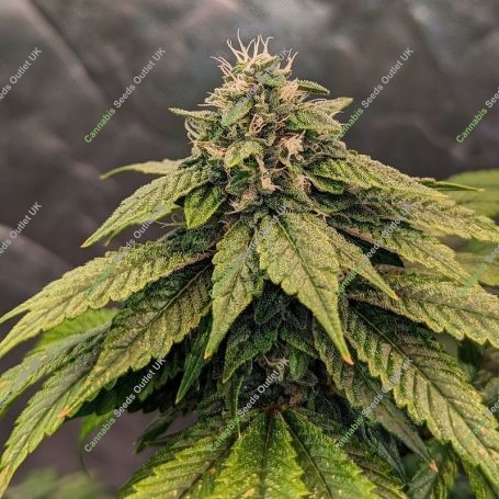 Pink Gelati Marijuana Strain by Top Shelf Elite For Sale Online at Cannabis Seeds Outlet