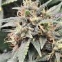 Auto MAC Flurry Marijuana Strain by Top Shelf Elite For Sale Online at Cannabis Seeds Outlet