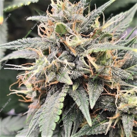 MAC Flurry Marijuana Strain by Top Shelf Elite For Sale Online at Cannabis Seeds Outlet