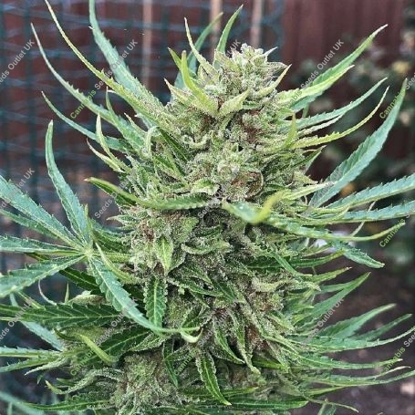 Lemon Biscotti Marijuana Strain by Top Shelf Elite For Sale Online at Cannabis Seeds Outlet