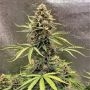 Cookie Breath Marijuana Strain by Top Shelf Elite For Sale Online at Cannabis Seeds Outlet