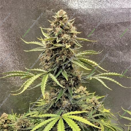 Auto Cookie Breath Marijuana Strain by Top Shelf Elite For Sale Online at Cannabis Seeds Outlet