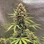 Auto Cookie Breath Marijuana Strain by Top Shelf Elite For Sale Online at Cannabis Seeds Outlet