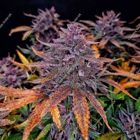 Auto Black Sundae Marijuana Strain by Top Shelf Elite For Sale Online at Cannabis Seeds Outlet