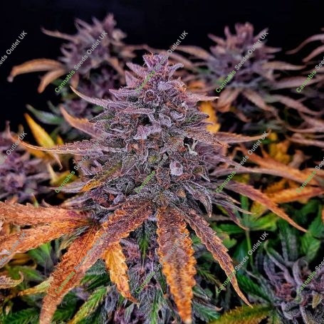 Black Sundae Marijuana Strain by Top Shelf Elite For Sale Online at Cannabis Seeds Outlet