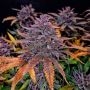 Black Sundae Marijuana Strain by Top Shelf Elite For Sale Online at Cannabis Seeds Outlet