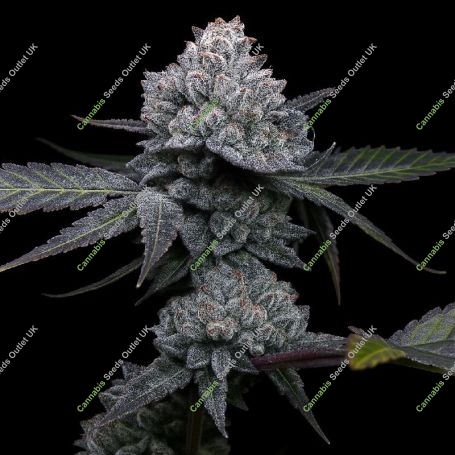 Apple Wreck Marijuana Strain by Top Shelf Elite For Sale Online at Cannabis Seeds Outlet