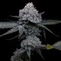 Apple Wreck Marijuana Strain by Top Shelf Elite For Sale Online at Cannabis Seeds Outlet