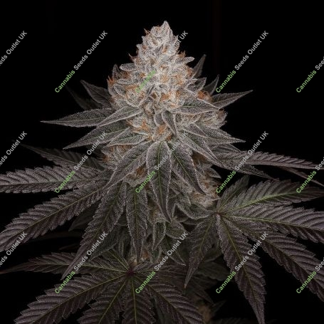 Auto Apple Wreck Marijuana Strain by Top Shelf Elite For Sale Online at Cannabis Seeds Outlet